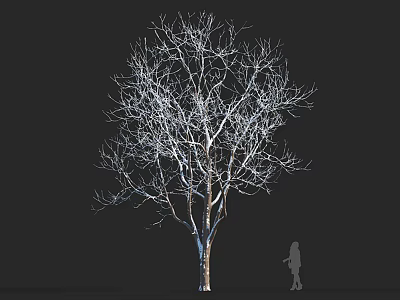 Tall Leafless Arbor with Intricate Branches and Human Silhouette Against Black Background 3d model