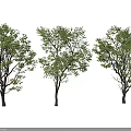 Three Lush Green Leafy Arbor Trees With Dense Branches For Garden Landscape
