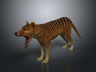 Realistic Standing Tasmanian Tiger With Open Mouth And Striped Body 3d model