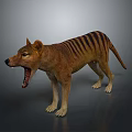 Realistic Standing Tasmanian Tiger With Open Mouth And Striped Body