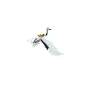 Red-crowned Crane in Flight with White Feathers Red Crown and Black Wing Tips
