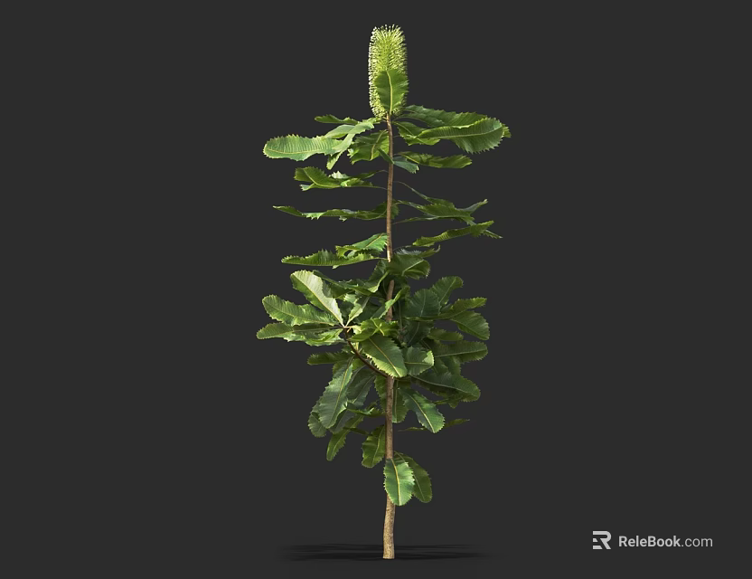 Green Shrub with Layered Foliage Upright Stem and Cone Shaped Bloom on Top 3d model 