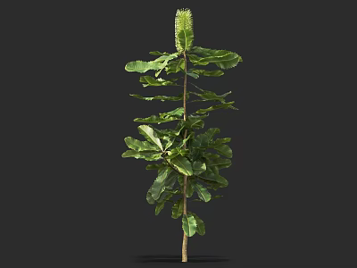 Green Shrub with Layered Foliage Upright Stem and Cone Shaped Bloom on Top 3d model