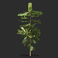 Green Shrub with Layered Foliage Upright Stem and Cone Shaped Bloom on Top