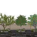 Arbor Trees Featuring Green Leaves And Fruits By Wooden Fence And Stone Path