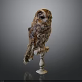 Brown and White Owl Perched on White Pedestal Against Gray Background