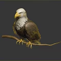 Majestic Bald Eagle Perched On Wooden Branch With White Head And Yellow Talons