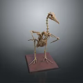 Detailed Bird Skeleton Anatomical Display With Long Neck Beak On Wooden Base