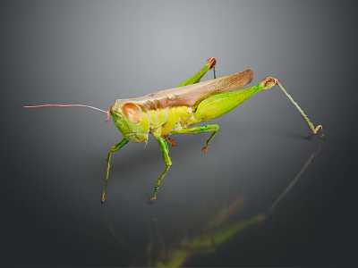 Green And Brown Grasshopper With Long Legs Antennae On Dark Reflective Surface 3d model