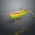 Green And Brown Grasshopper With Long Legs Antennae On Dark Reflective Surface