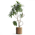 Bonsai Potted Plant with Twisted Trunk and Lush Green Leaves in Wooden Stump Pot