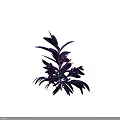 Modern Feathery Plant with Shiny Blue Purple Leaves on Black Background
