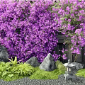 Vines Covered With Purple Flowers Against Wooden Structure With Rocks Fern Plants And Stone Lantern