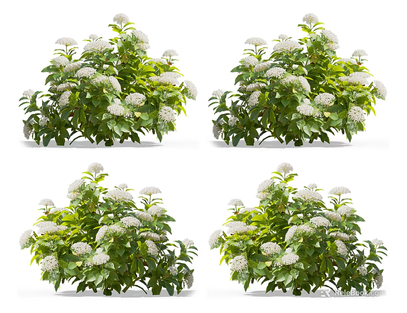 Four Sets of Flowering Plants with Green Leaves and White Flowers Isolated on White Background 3d model 