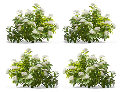 Four Sets of Flowering Plants with Green Leaves and White Flowers Isolated on White Background 3d model