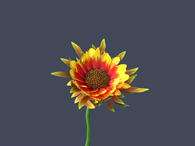Vibrant Sunflower With Yellow And Red Petals And Green Stem On Gray Background 3d model
