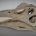 Well Preserved Dinosaur Skull Of Prehistoric Reptile With Sharp Teeth And Bone Structure