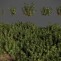Lush Green Shrubs Different Types With Foliage For Landscaping And Gardens