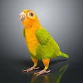 Vibrant Yellow and Green Parrot Standing on Black Surface with Reflection 3d model