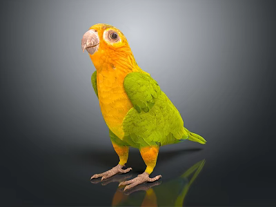 Vibrant Yellow and Green Parrot Standing on Black Surface with Reflection 3d model