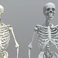 Two Standing Human Skeletons With Anatomical Details On Gray Background 3d model