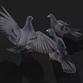 Three Gray Pigeons With One Spreading Wings And Others Standing On Black Background