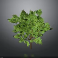 Lush Green Tree With Brown Trunk And Dense Foliage On Gray Background