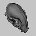 Detailed Animal Skull Showing Teeth And Bone Structure On Dark Background 3d model
