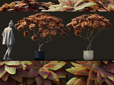 Vibrant Red Orange Leaf Bonsai Tree with Lush Foliage in Black and White Ceramic Pots 3d model
