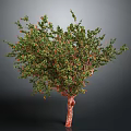 Ornamental Tree With Green Leaves Red Fruits And Red Trunk On Gray Background
