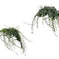 Lush Green Hanging Vines With Long Trailing Leaves For Natural Decor