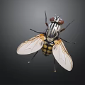Detailed Close Up Of A Fly With Striped Body Transparent Wings And Red Compound Eyes