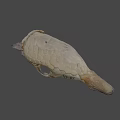 Ancient Fossil Skull Specimen Number 44 85 From Science Lab University of Nevada