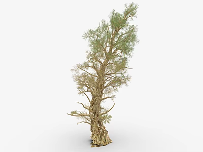 Tall Green Tree With Rough Trunk And Lush Foliage In Natural Setting 3d model