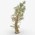 Tall Green Tree With Rough Trunk And Lush Foliage In Natural Setting