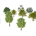 Various Arbor Tree Species with Different Green Foliage and Natural Shapes