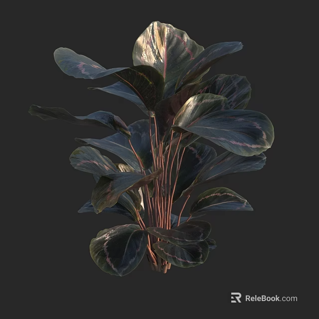 Large Leaf Tropical Plant With Dark Green Foliage And Red Veins For Indoor Decor 3d model 