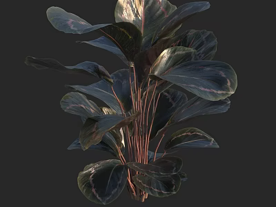 Large Leaf Tropical Plant With Dark Green Foliage And Red Veins For Indoor Decor 3d model