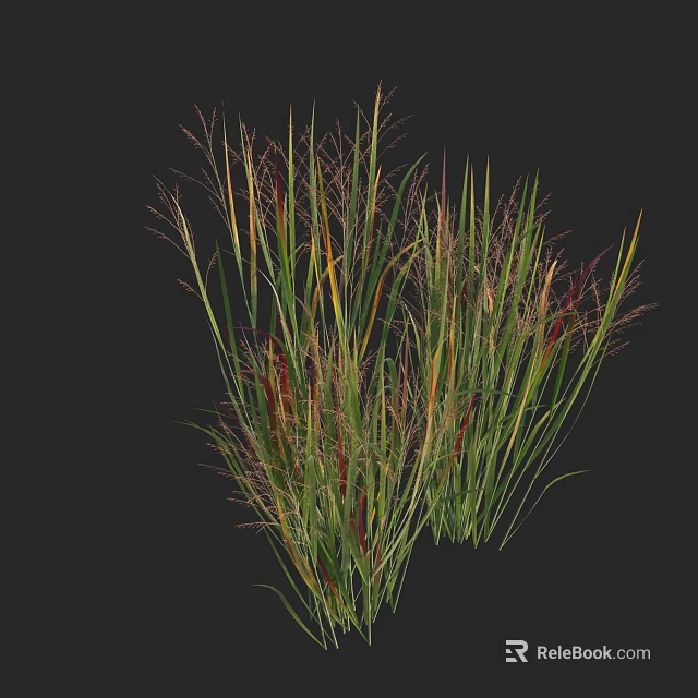 Ornamental Grass Plants Growing in Clumps With Colorful Green Yellow Red Leaves 3d model 