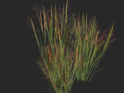 Ornamental Grass Plants Growing in Clumps With Colorful Green Yellow Red Leaves 3d model
