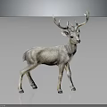 Realistic Standing Deer With Large Antlers On Dark Background With Reflection 3d model