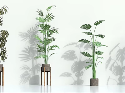 Various Types of Green Potted Plants in Different Flower Pots Against White Wall with Shadows 3d model