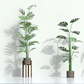Various Types of Green Potted Plants in Different Flower Pots Against White Wall with Shadows