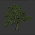 Tall Arbor With Lush Green Foliage And Strong Trunk In Natural Environment