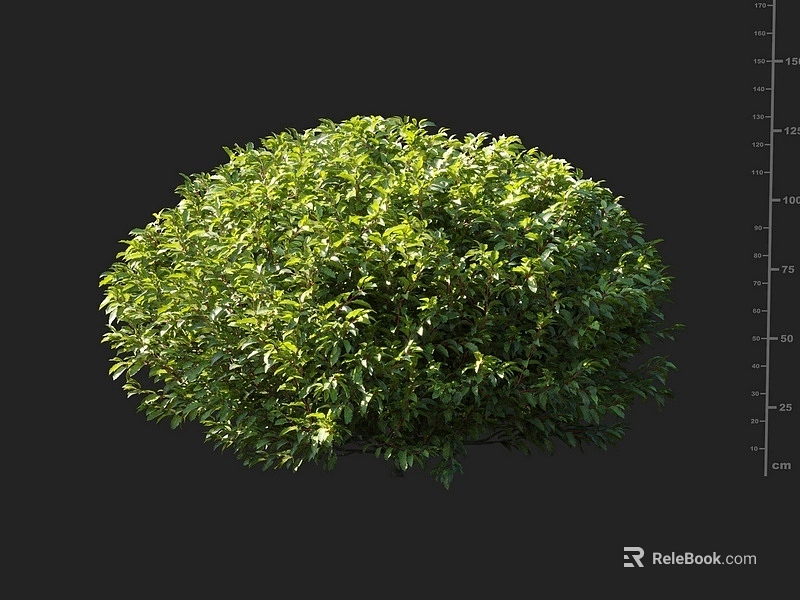 Round Green Shrub With Lush Foliage And Height Measurement On Black Background 3d model 