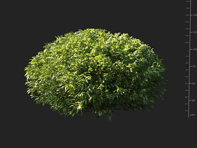 Round Green Shrub With Lush Foliage And Height Measurement On Black Background 3d model