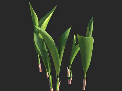 Lush Fresh Green Shrub With Long Narrow Leaves And Pink Stems 3d model
