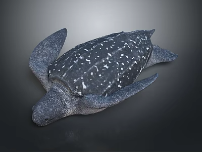 Sea Turtle With Dark Shell And White Spots Resting On Dark Background 3d model