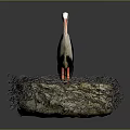Stork With White And Black Plumage Standing In Natural Nest On Dark Background