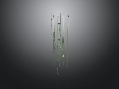 Hanging Green Plants with Slender Stems Small Green Leaves and White Flowers Against Dark Background 3d model